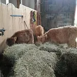 Farma Jaworowa Zagroda