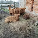 Jaworowa Zagroda *