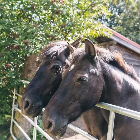 Gospodarstwo agroturystyczne Jaworowa Zagroda Domaszkow