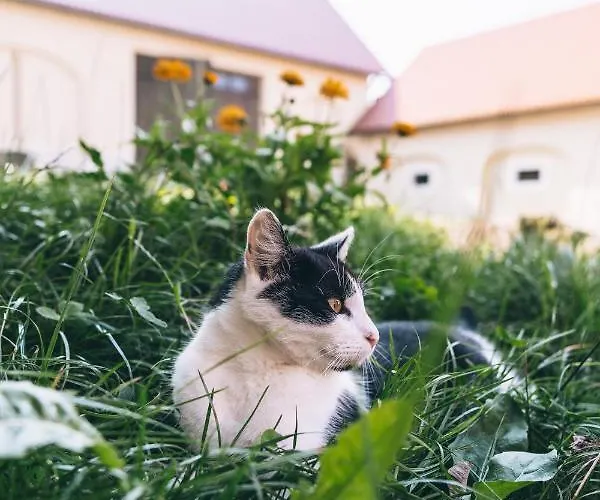 Vakantieboerderij Jaworowa Zagroda *
