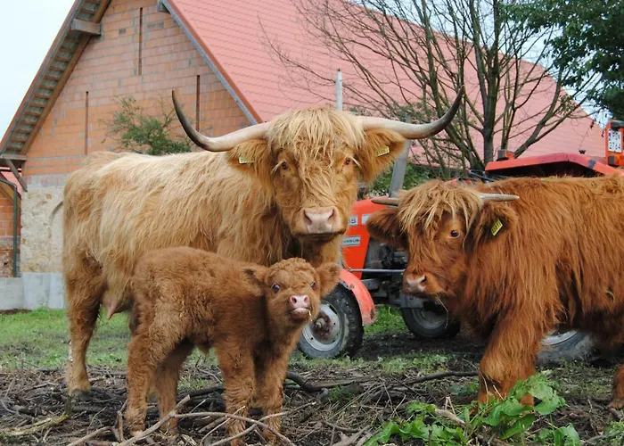 Jaworowa Zagroda Bauernhof Domaszkow